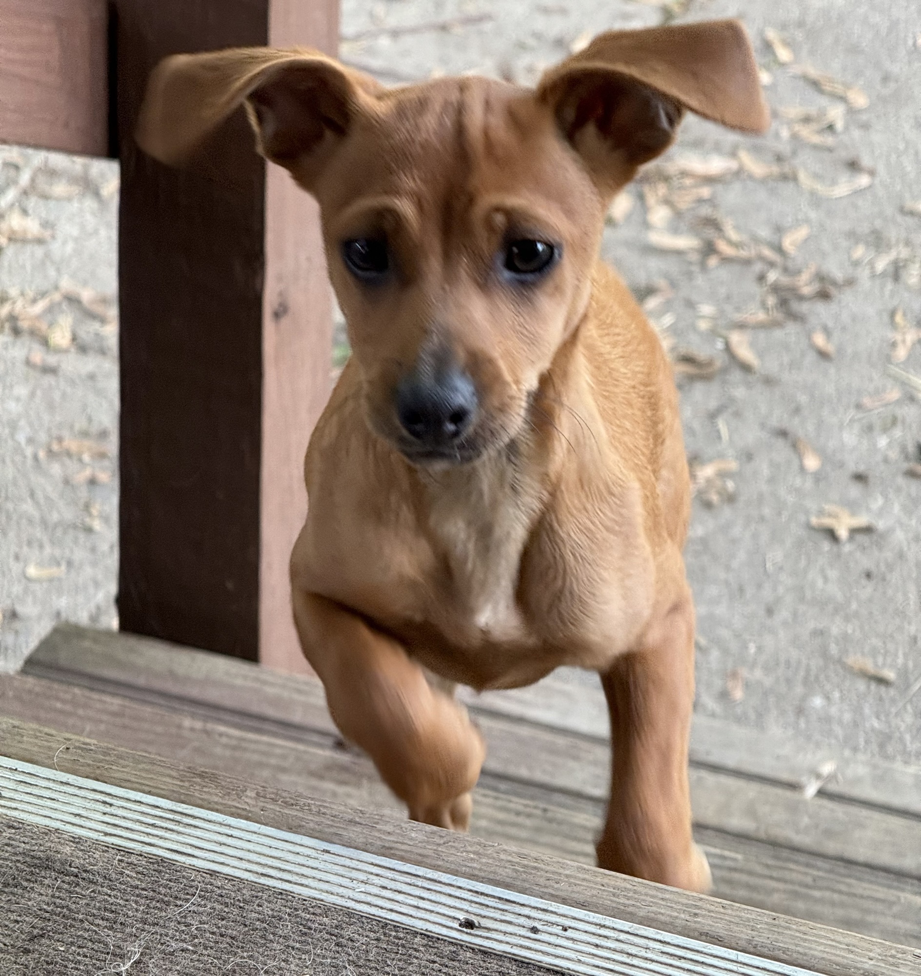 Meet Calvin – Our New Foster Pup!